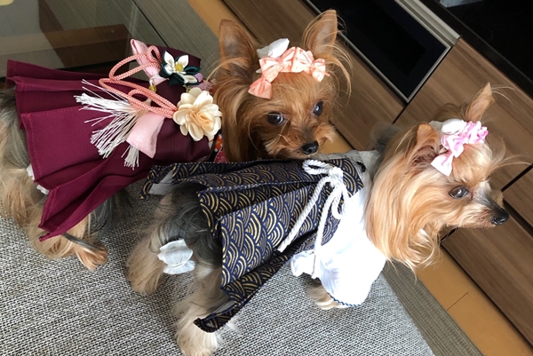 日本の美を犬服でも ～ 袴 - ハンドメイド服