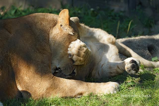 幸せ親子 トモ親子 その7 大森山動物園 ライオン ちーた たまーに動物園