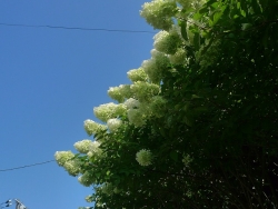 20190810P1460531.jpg