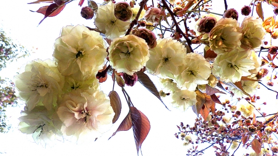 造幣局 桜の通り抜け 2019 Part4 須磨浦普賢象(すまうらふげんぞう)
