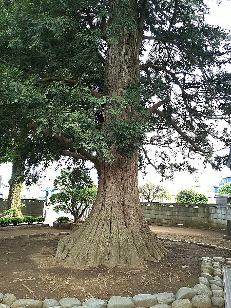 梅岩寺かやの木