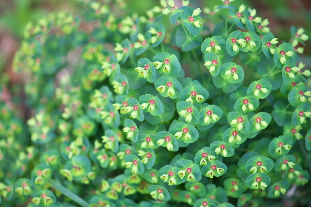 Euphorbia amygdaloides‘Purpurea'
