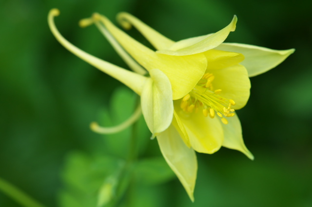 Aquilegia chrysantha ‘Denver Gold’（アキレギア　クリサンタ ‘デンバー ゴールド’）