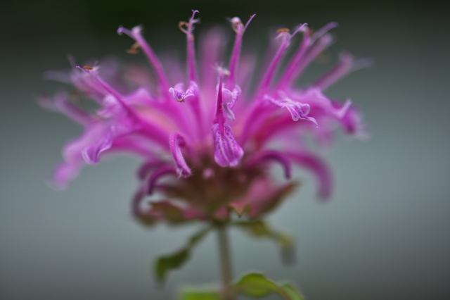 Monarda didyma （Bergamot）　シソ科　・・・ピンク花です。