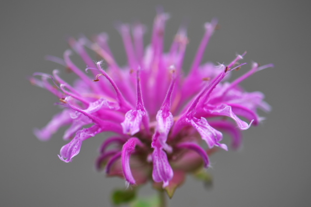 Monarda didyma （Bergamot）　シソ科　・・・ピンク花です。
