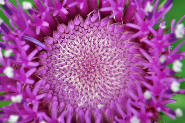 キルシウム　ピンクビュ－ティ（Cirsium japonicum 'Pink Beauty '）