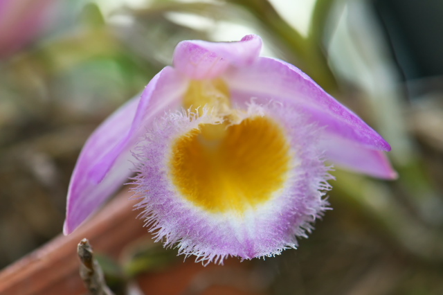 海南島の原種ラン・・・Dendrobium,lodgessi