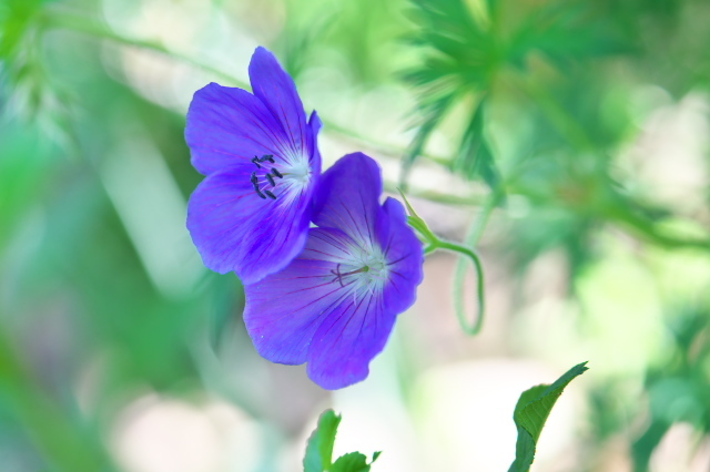 大きく立派なブルー花を見せるオリオン