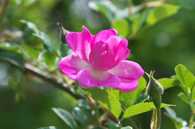 ロサ湖南（Rosa.konan）の開花が始まりました。