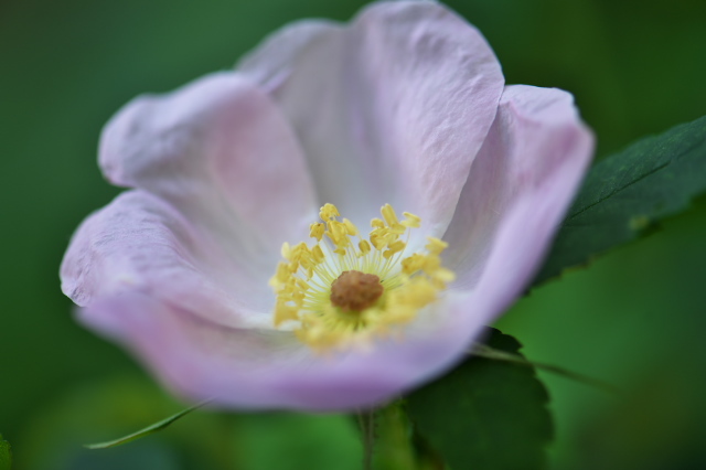 北米の原種バラRosa.melinaの開花