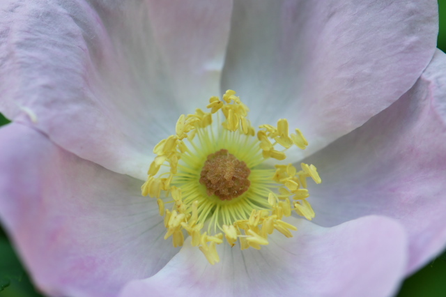 北米の原種バラRosa.melinaの開花