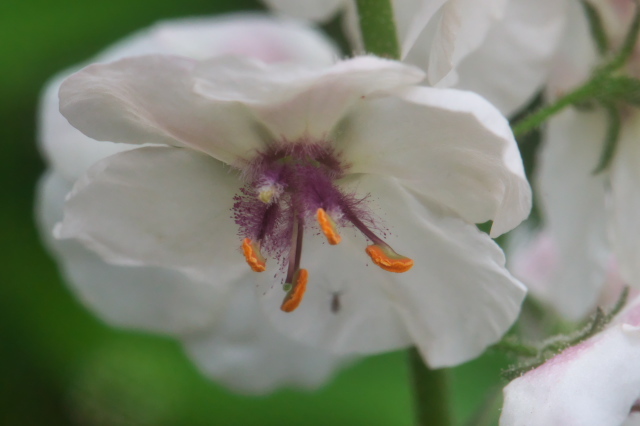 Verbascum Blattaria ｆ albiflora
