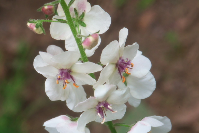 Verbascum Blattaria ｆ albiflora