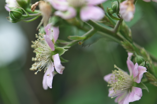 ブラックベリー (Blackberry) の花