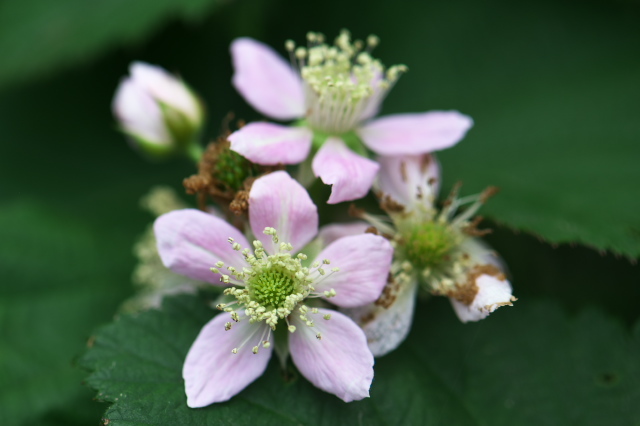 ブラックベリー (Blackberry) の花