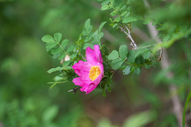 Rosa roxburghii normalis（ロサ　ロクスブルギー　ノルマリス）