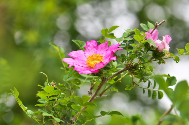 Rosa roxburghii normalis（ロサ　ロクスブルギー　ノルマリス）