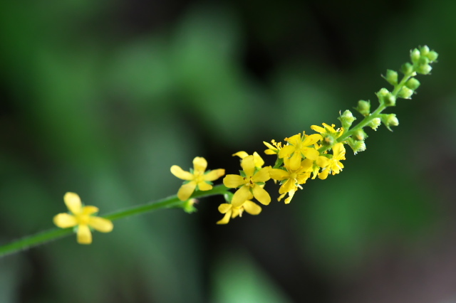 キンミズヒキ（Agrimonia pilosa var. japonica）