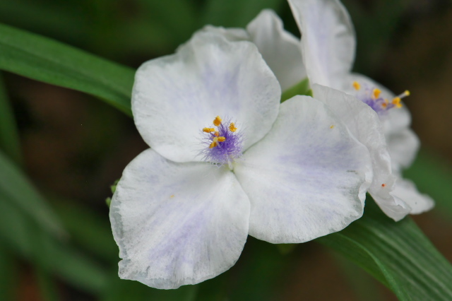 ムラサキツユクサの白花が素敵。