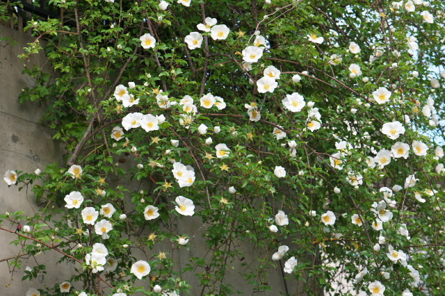 原種バラ（Rosa laevigata）の開花が凄すぎます。