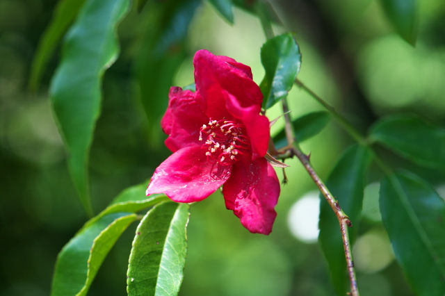 インディカ節　Rosa chinensis spontanea　ロサキネンシス スポンタネア