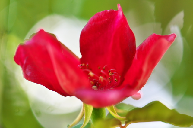 インディカ節　Rosa chinensis spontanea　ロサキネンシス スポンタネア