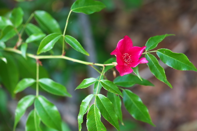 Rosa.chinensis　spontanea
