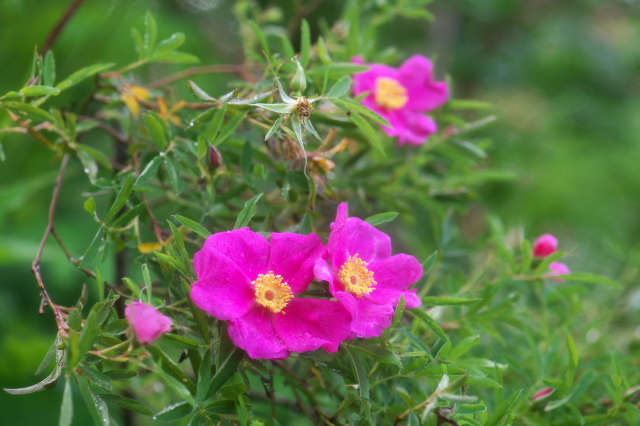 ロサ・フォリオローサ Rosa foliolosa（Prairie Rose ）
