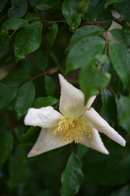 ティーの香りの元、剣弁咲きの元となった中国原産のRosa.gigantea