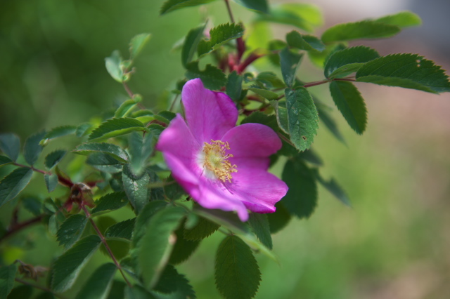 Rosa.haemathodes(Rosa virginiana ×Rosa rugosa）