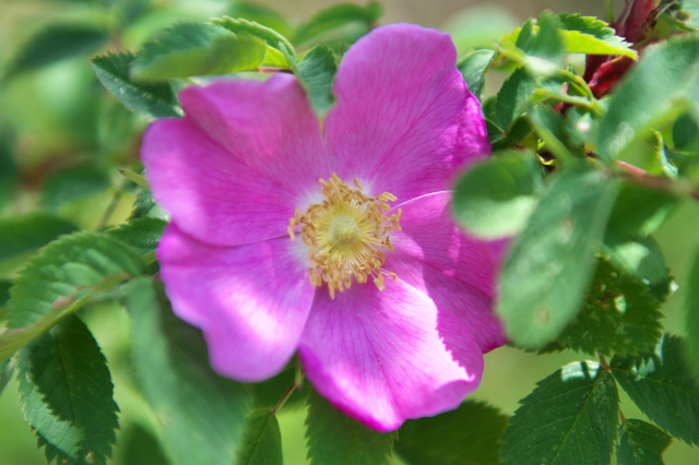 Rosa.haemathodes(Rosa virginiana ×Rosa rugosa）