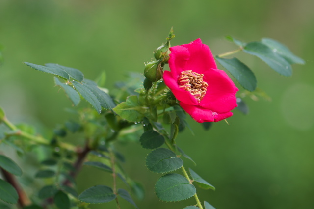 はっとするような赤、Rosa.moyesiiの開花