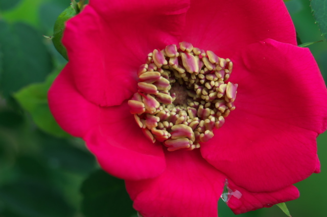 はっとするような赤、Rosa.moyesiiの開花