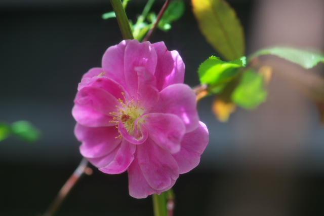 北米産のスワンプローズ・・・Rosa.palustris plena　の可愛い姿