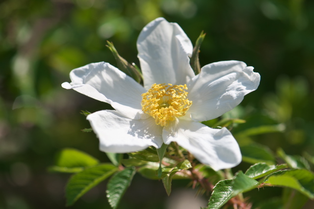 Rosa.paulii の素朴な花。