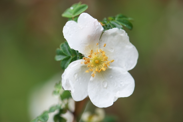 バラは通常は5枚の花弁を持つものですが、これは4枚の花弁・・・Rosa.sericea Pteracantha