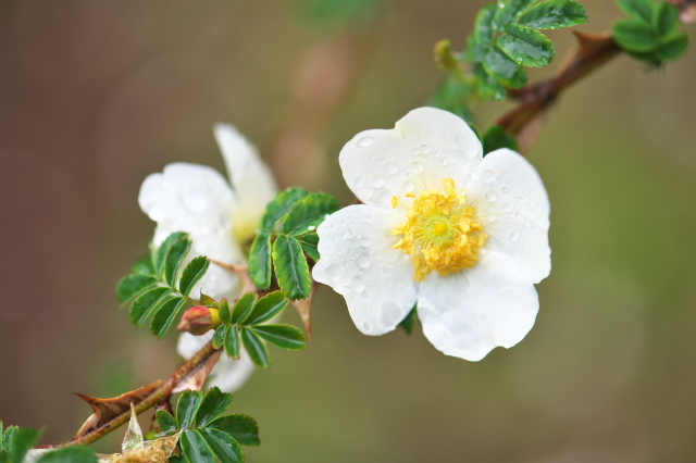 バラは通常は5枚の花弁を持つものですが、これは4枚の花弁・・・Rosa.sericea Pteracantha