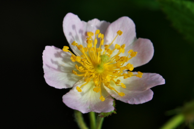 Rosa.sinowilsoni の実生苗からの開花