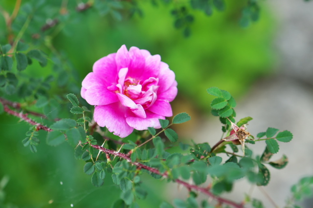 スコッチローズの一つ。Rosa spinosissima `bicolor’