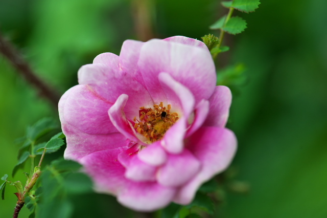 スコッチローズの一つ。Rosa spinosissima `bicolor’