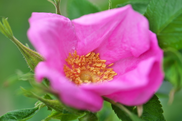 Rosa rugosa Calocarpa<br>