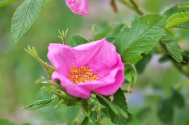 Rosa rugosa Calocarpa