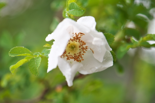 白花オオタカネバラ