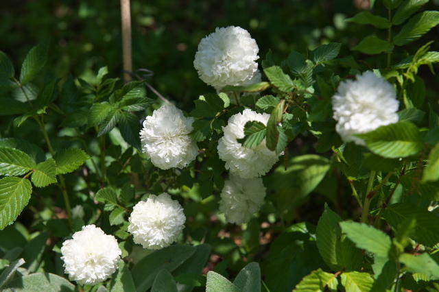 トキンバラ（ルブス　コマーソニー　Rubus commersonii）