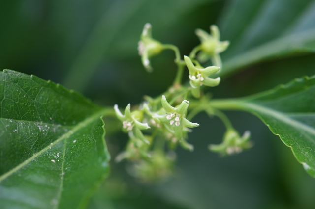 ツルウメモドキの緑色の小花