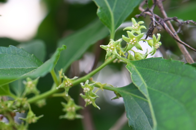 ツルウメモドキの緑色の小花