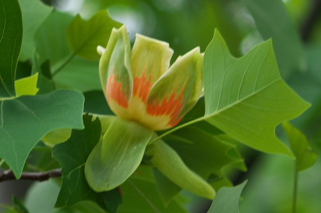 モクレン科　ユリノキ（学名: Liriodendron tulipifera）の花