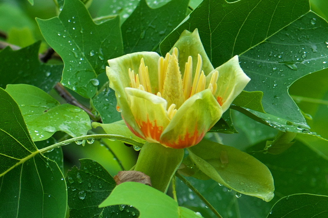 モクレン科　ユリノキ（学名: Liriodendron tulipifera）の花