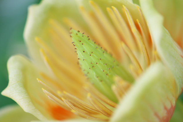 撮りましたよ。ユリノキの花、接写です。