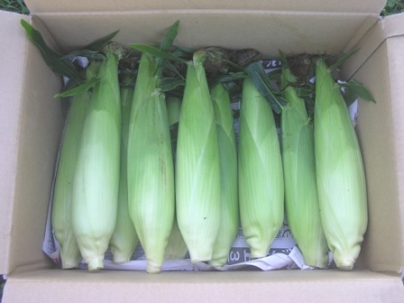 oguro-corn2.jpg